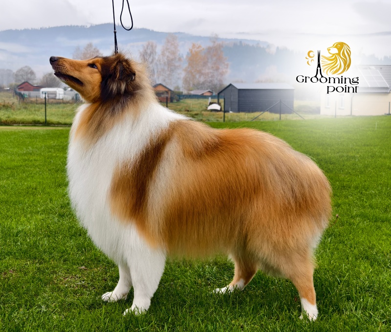 Psí salon jižní Čechy