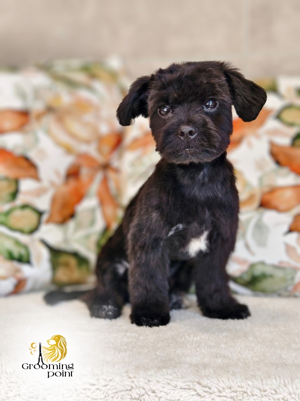 Psí salon jižní Čechy